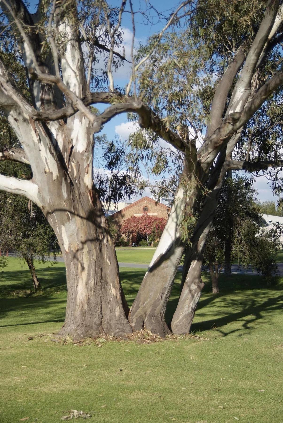 Serafino Mclaren Vale Eksteriør bilde